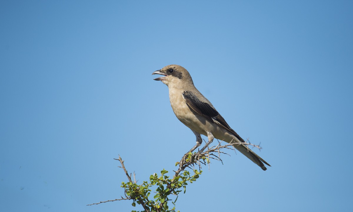 Lesser Gray Shrike - ML247177321