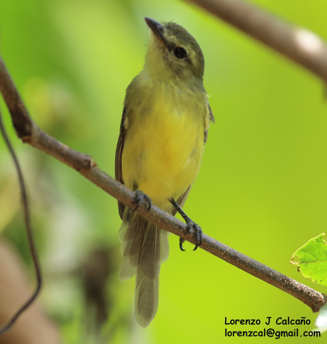 Ochre-lored Flatbill - Lorenzo Calcaño