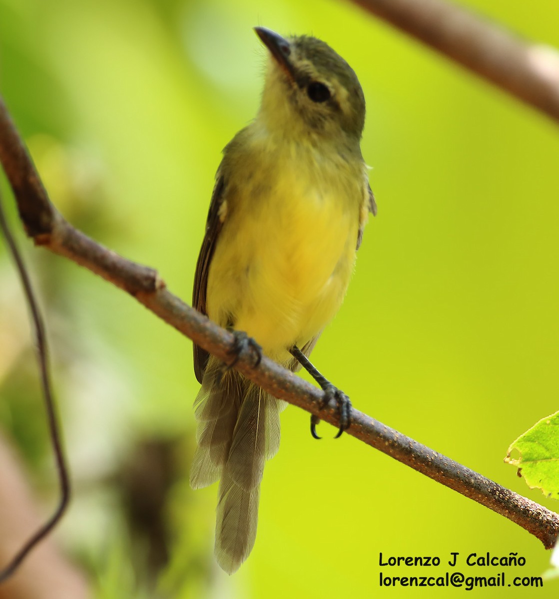 Ochre-lored Flatbill - Lorenzo Calcaño