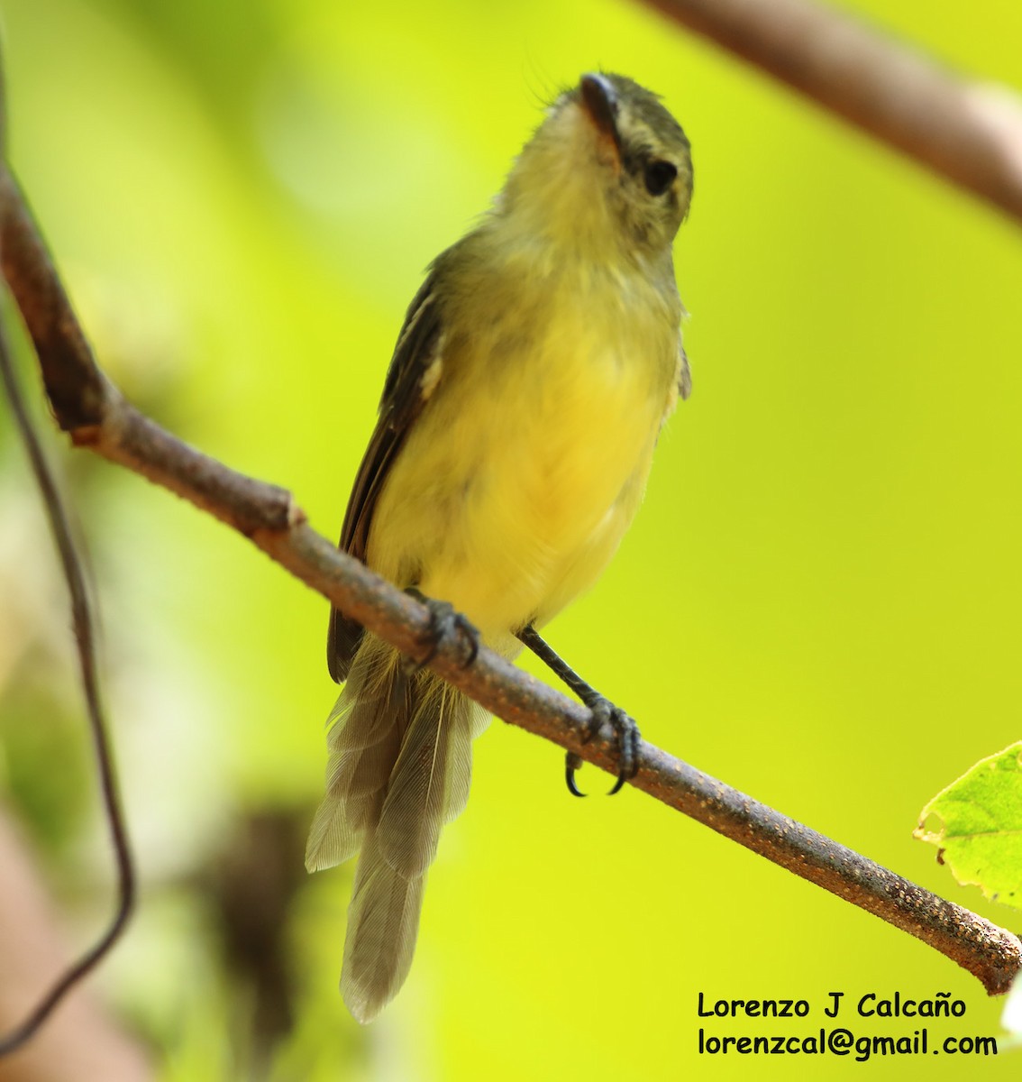 Ochre-lored Flatbill - Lorenzo Calcaño