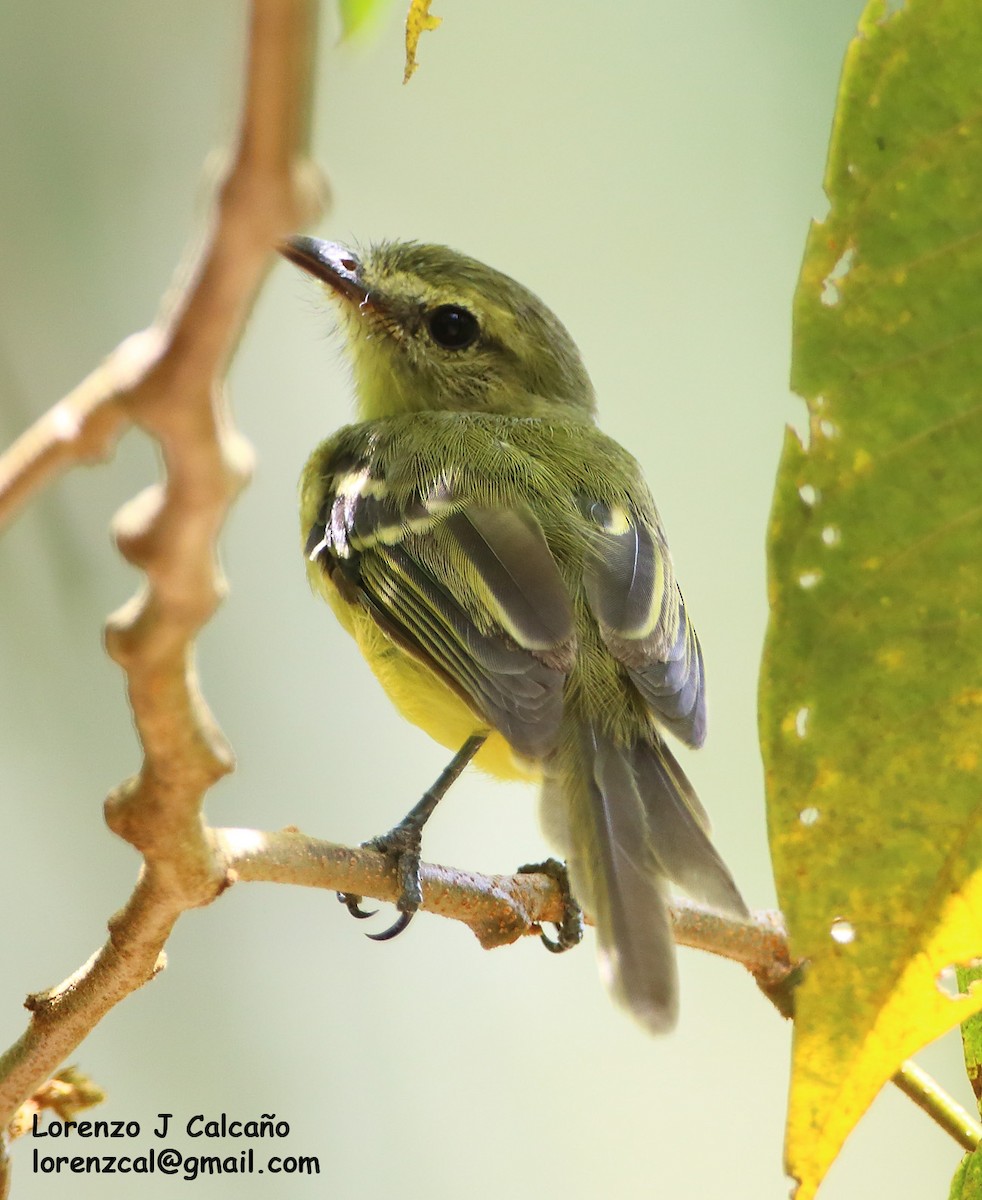 Ochre-lored Flatbill - Lorenzo Calcaño