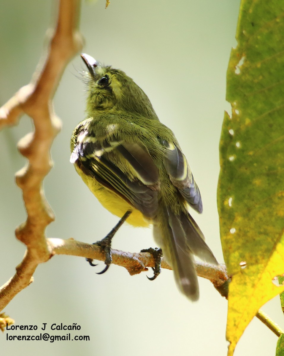 Ochre-lored Flatbill - Lorenzo Calcaño