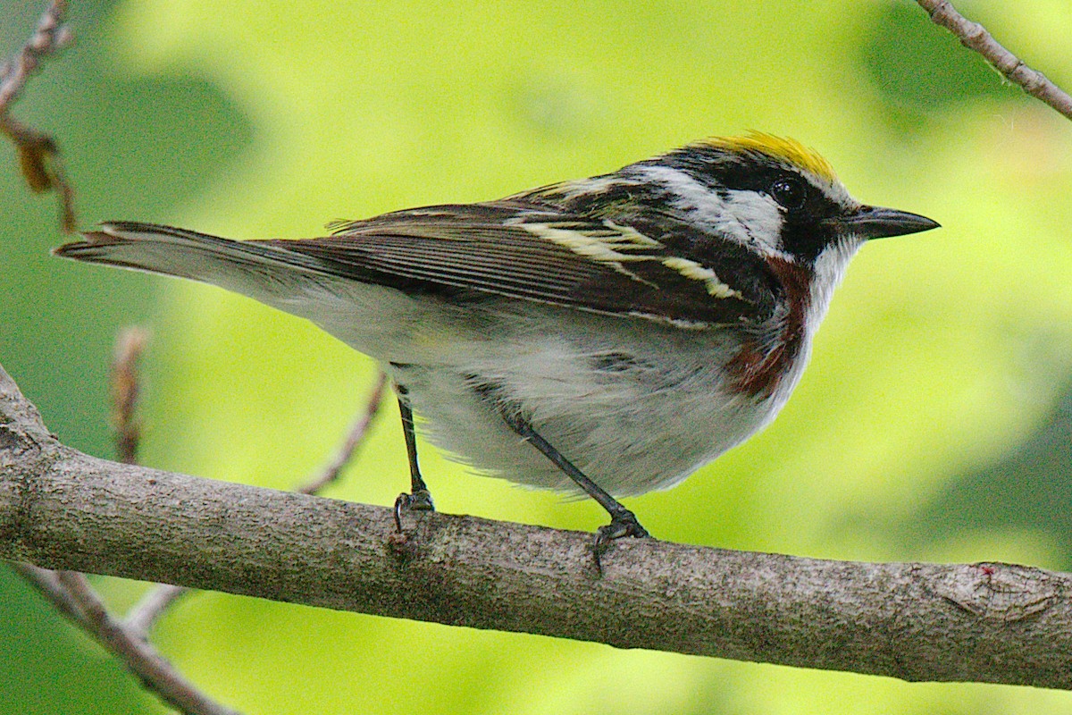 Chestnut-sided Warbler - ML247182311