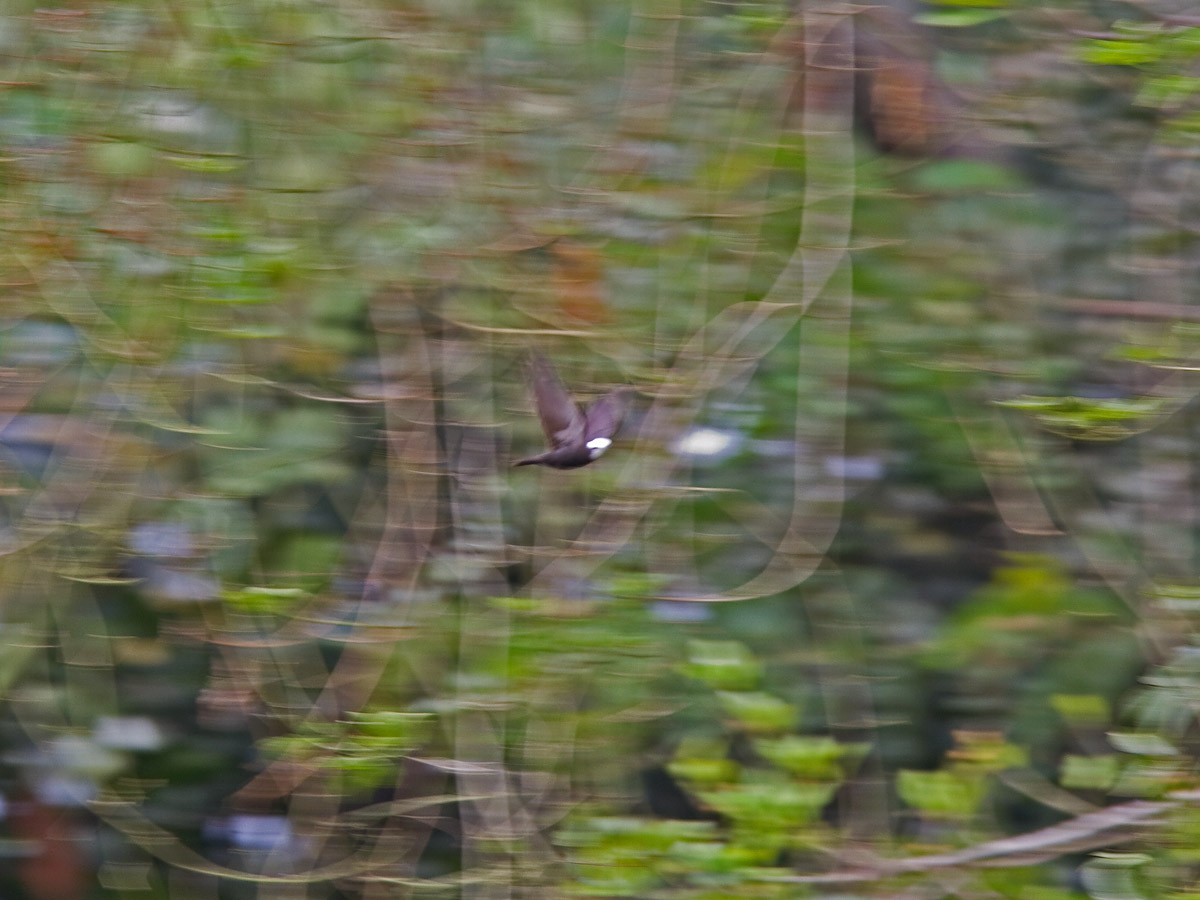 White-headed Sawwing (White-headed) - Niall D Perrins