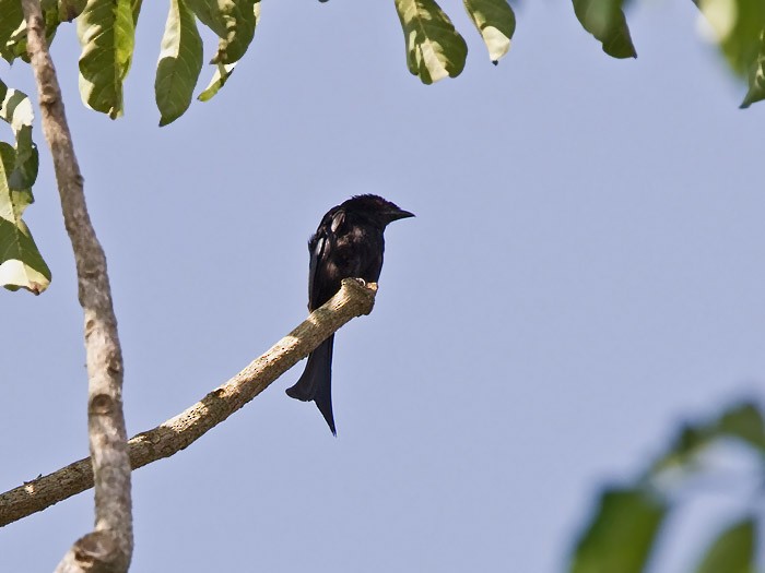 Velvet-mantled Drongo (coracinus) - ML247182451