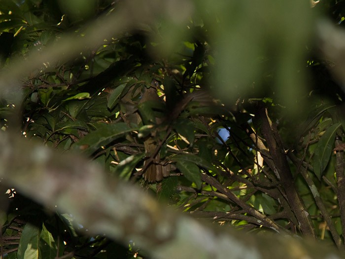 Plain Greenbul (curvirostris) - ML247182581