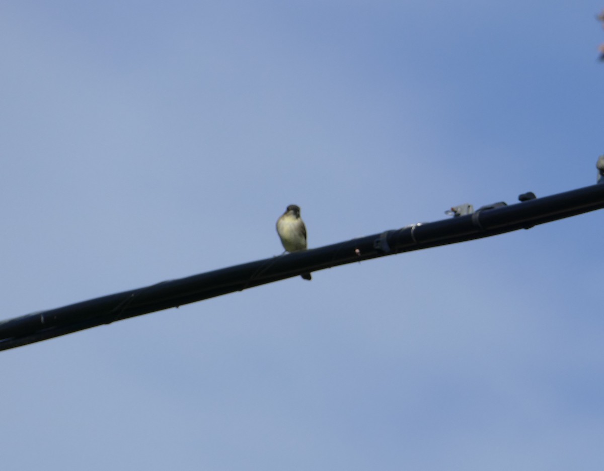 Eastern Phoebe - ML247183331