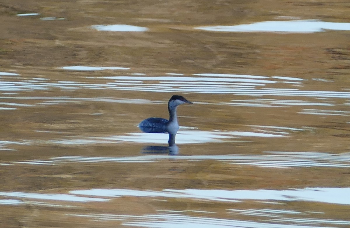 Red-necked Grebe - ML247184171