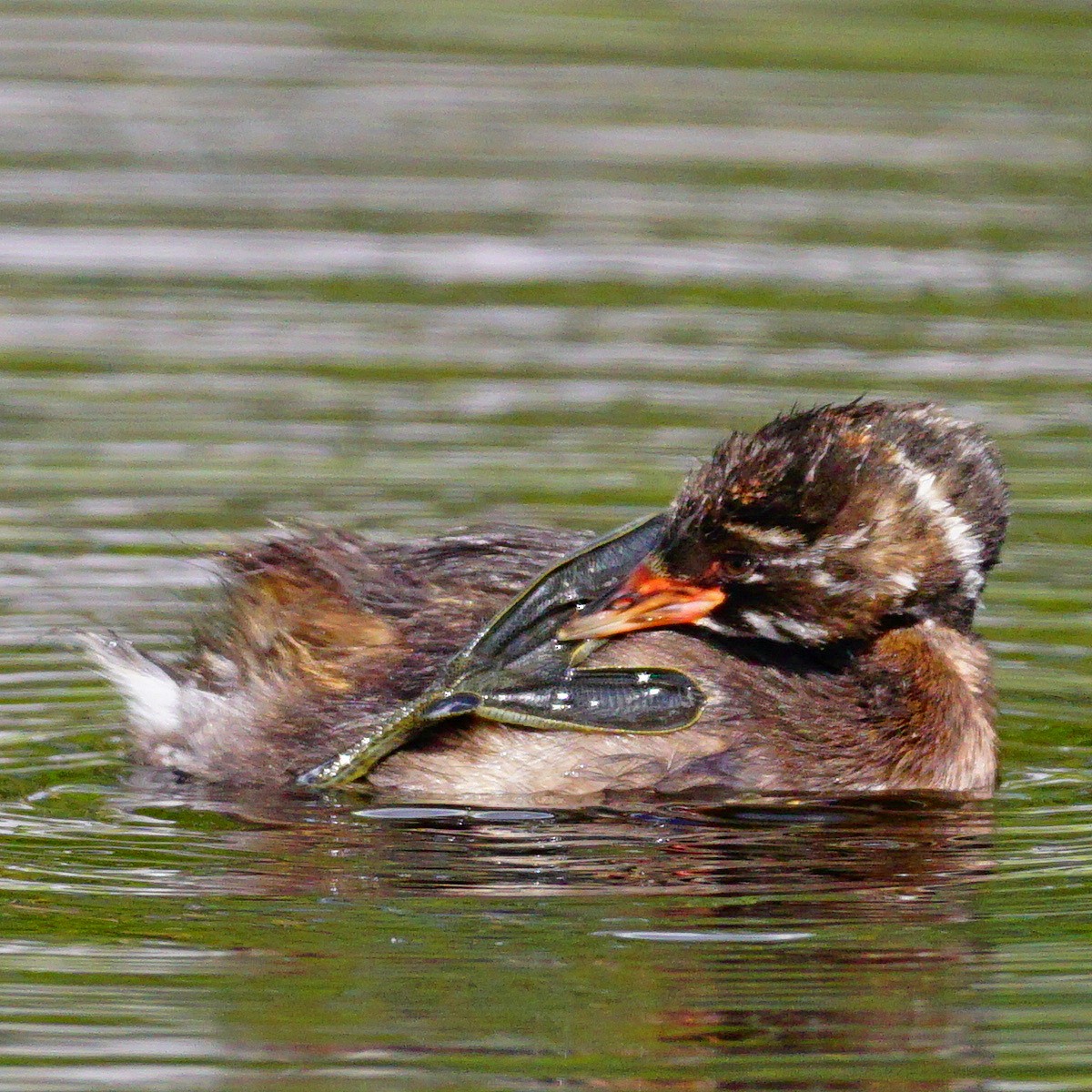 Little Grebe - jose emilio lafuente muñoz