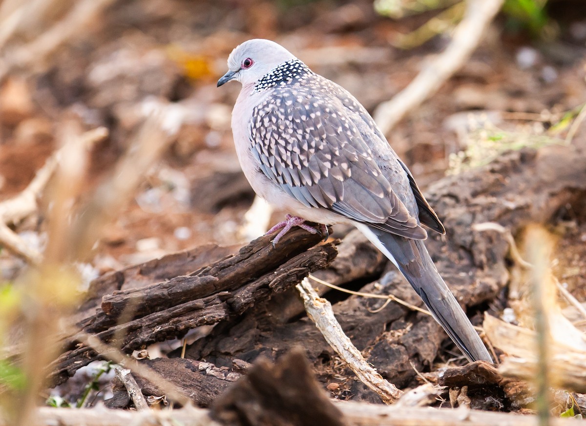 Spotted Dove - Sathyan Meppayur