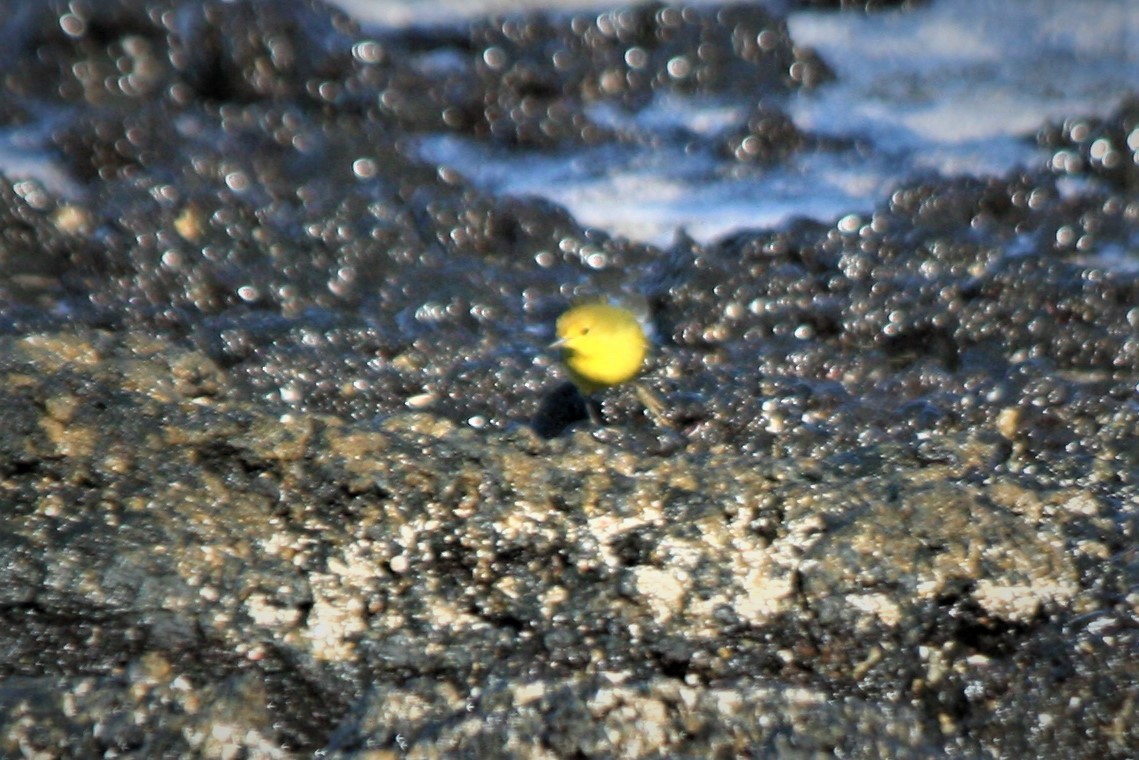 Northern/Mangrove Yellow Warbler - ML247189161