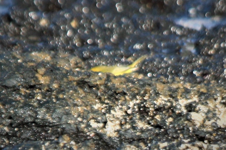 Northern/Mangrove Yellow Warbler - ML247189171