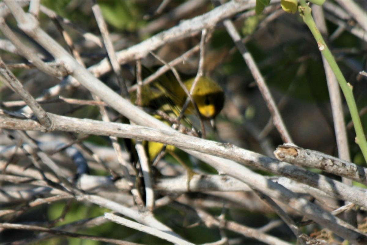 Northern/Mangrove Yellow Warbler - ML247189191