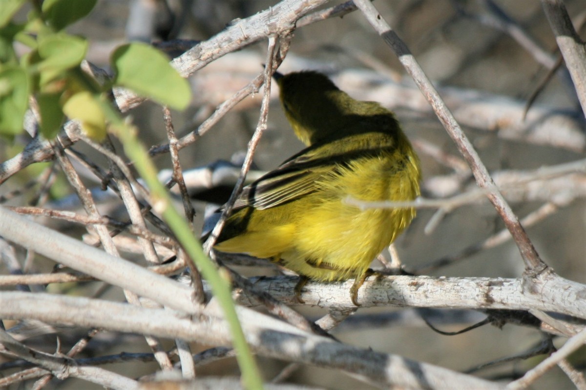 Northern/Mangrove Yellow Warbler - ML247189201
