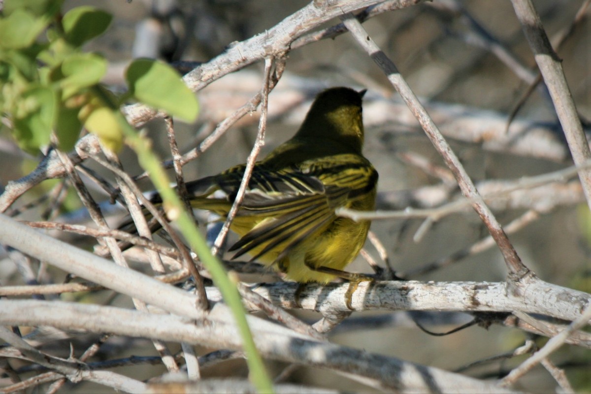 Northern/Mangrove Yellow Warbler - ML247189221