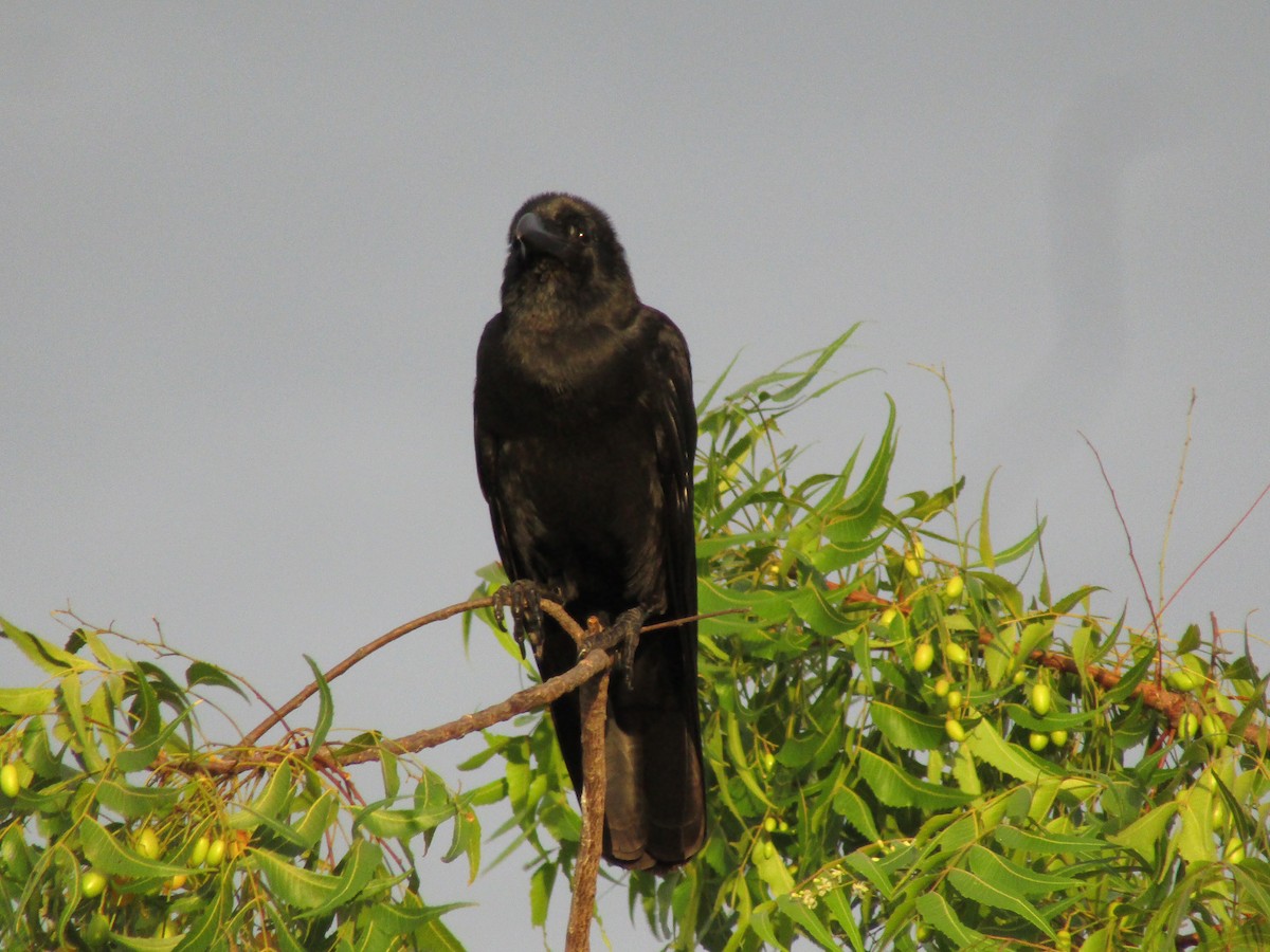 Large-billed Crow - ML247189251