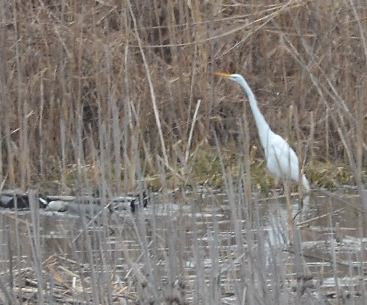 Great Egret - ML24719001