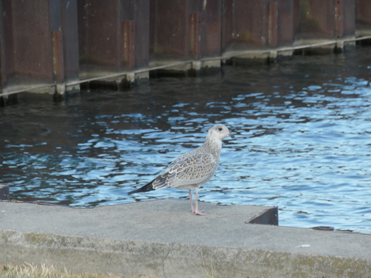 Ring-billed Gull - Robin M