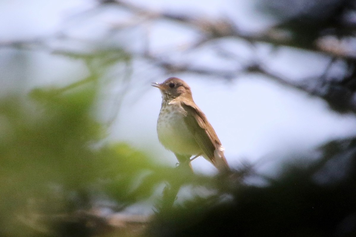 Bicknell's Thrush - ML247192421