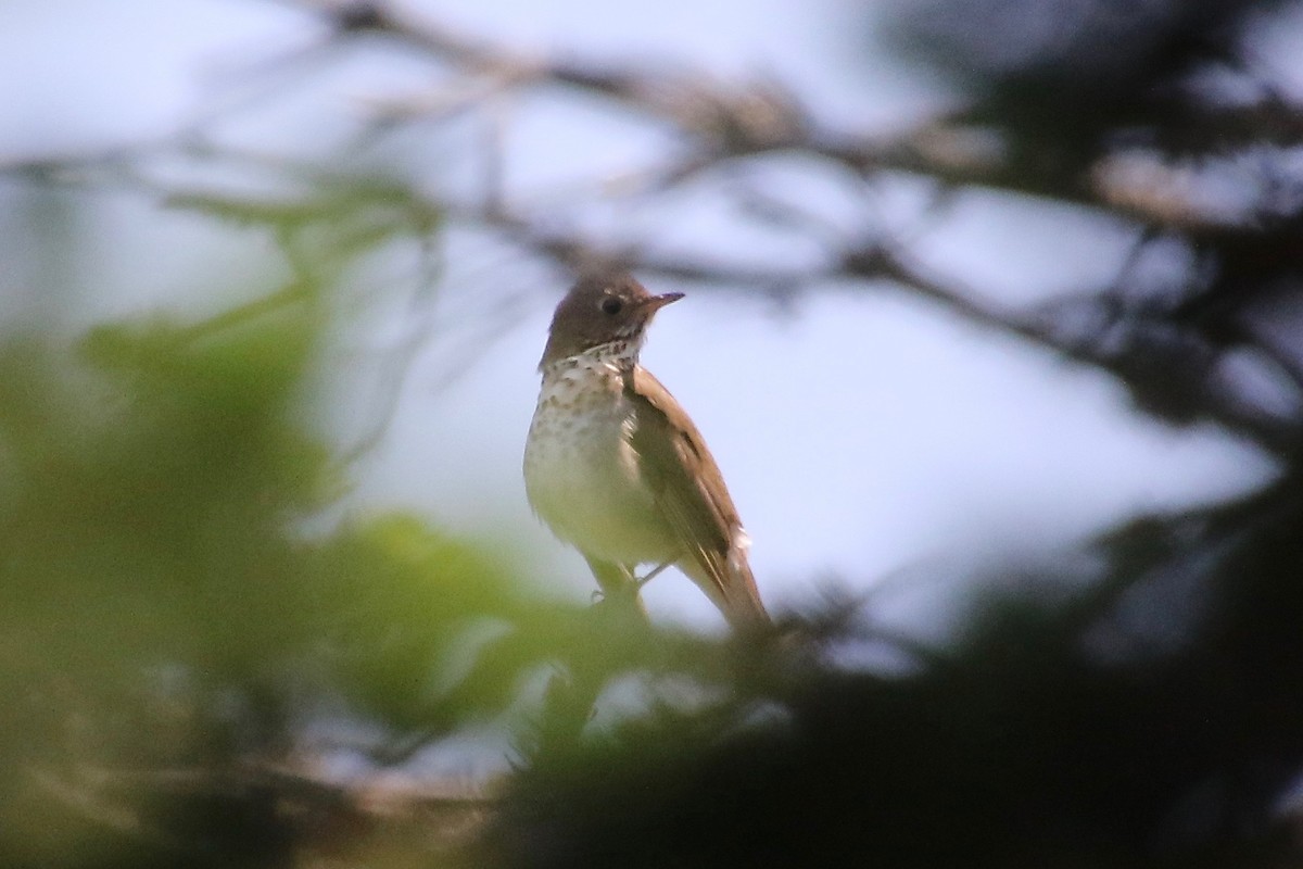 Bicknell's Thrush - ML247192441