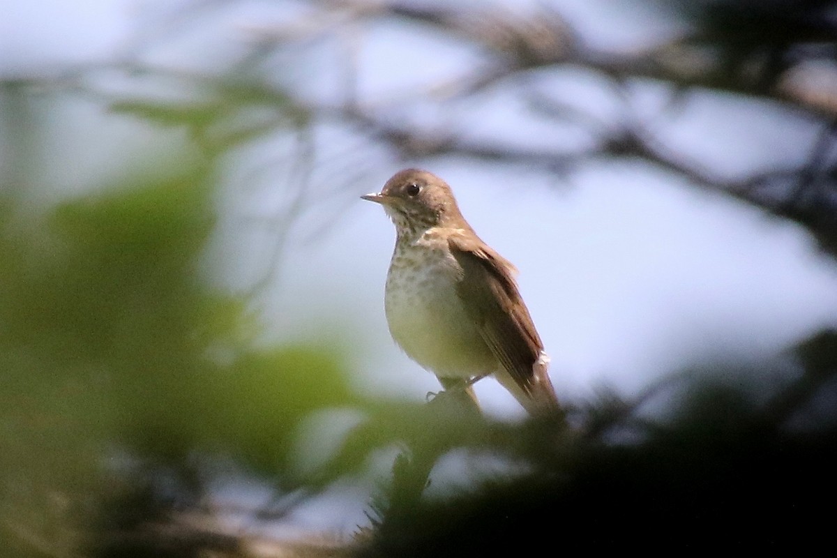 Bicknell's Thrush - ML247192471