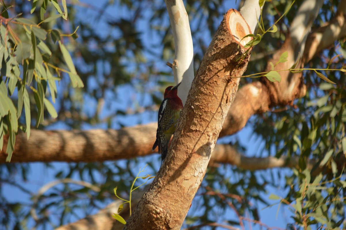 Red-breasted Sapsucker - ML24719351