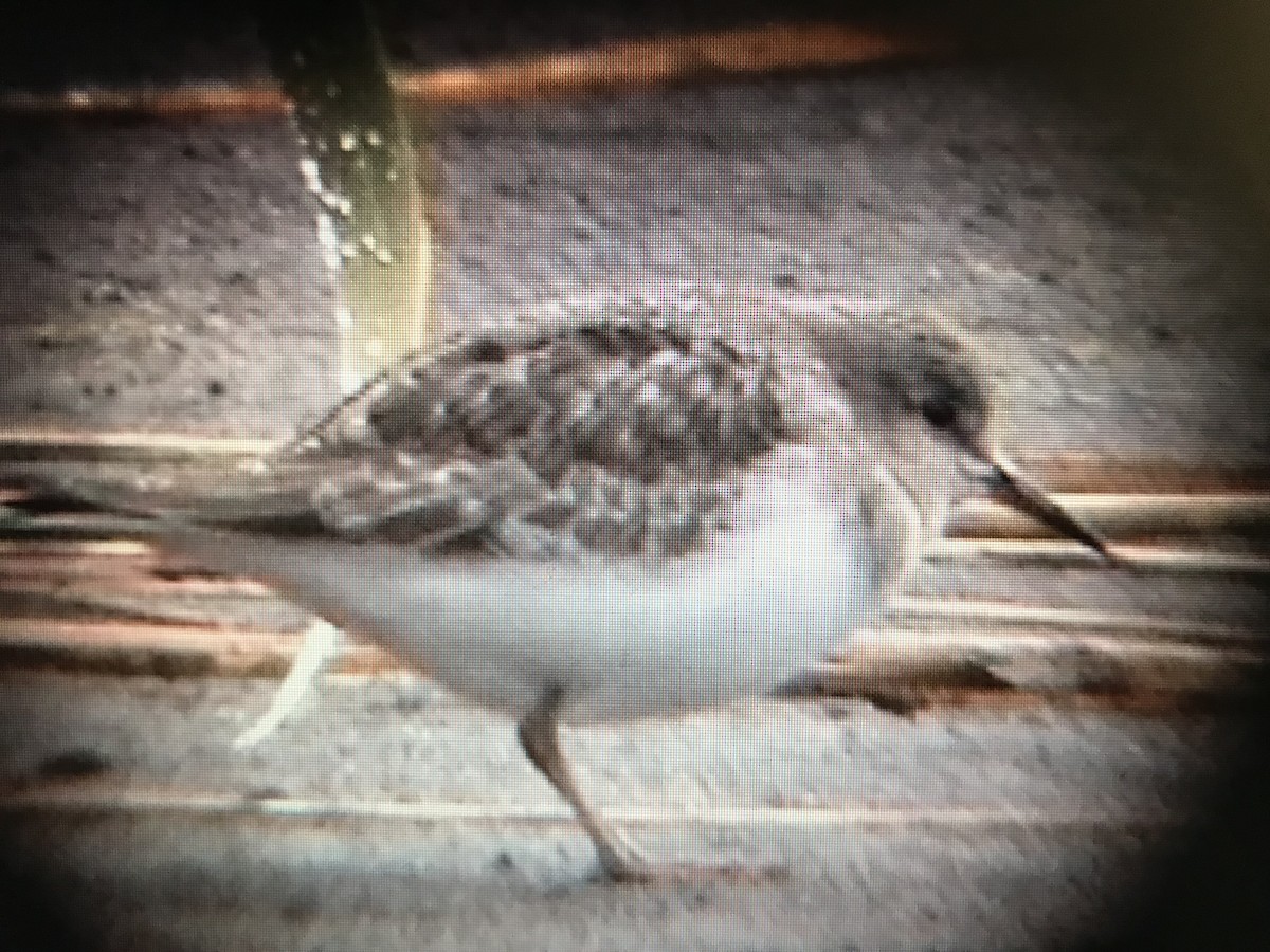 Temminck's Stint - Jason Horn