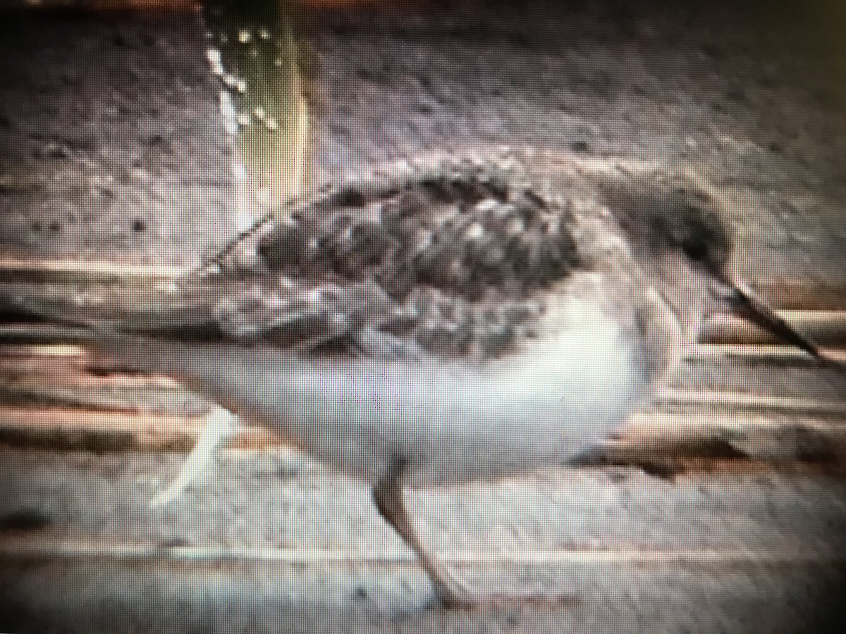 Temminck's Stint - ML247194711