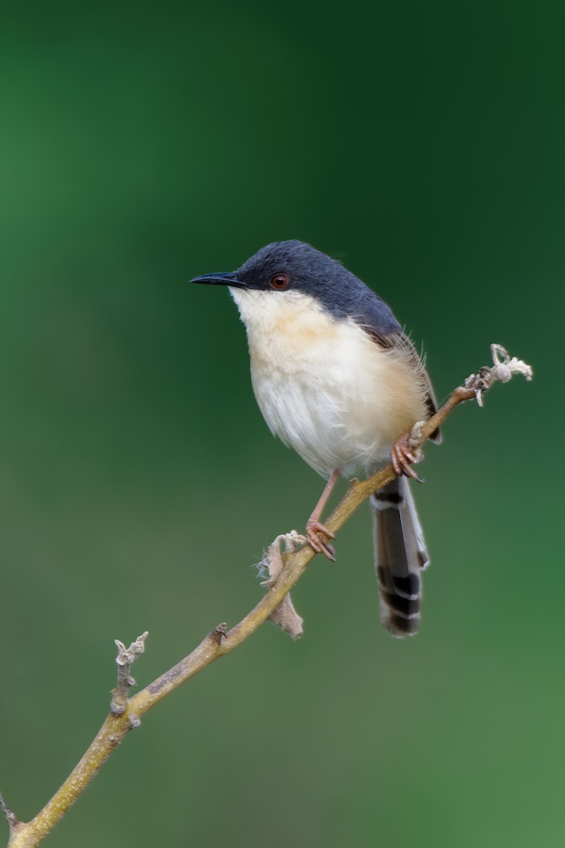 Ashy Prinia - ML247196071