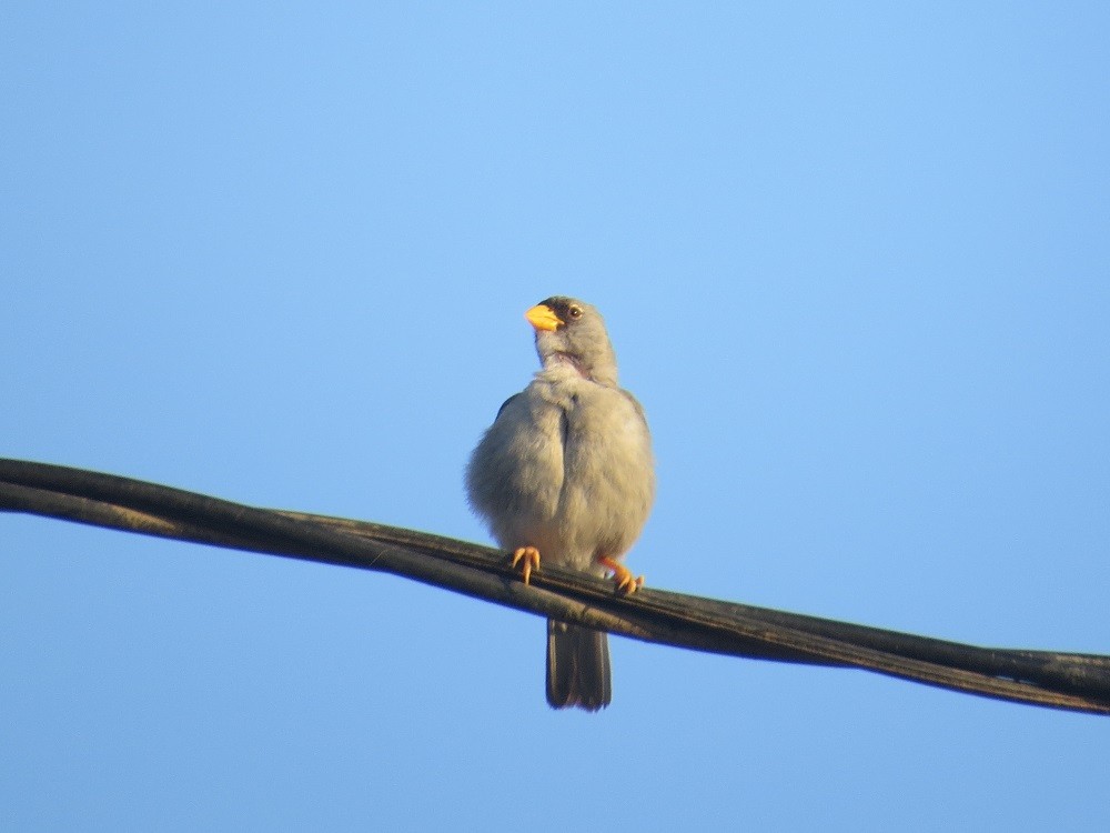 Cinereous Finch - ML247196431