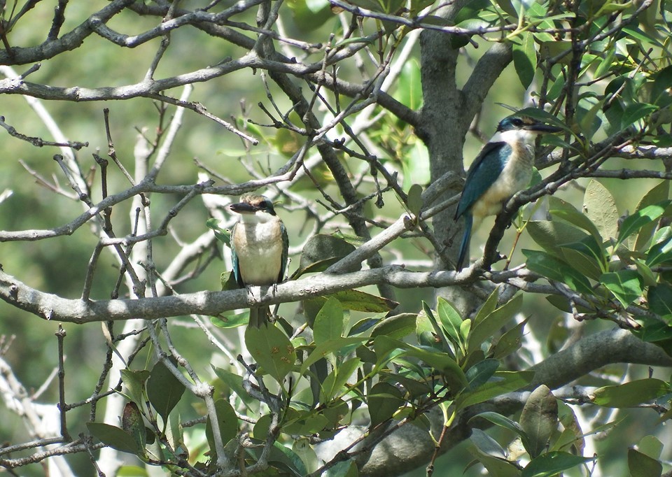 Sacred Kingfisher - ML247196891
