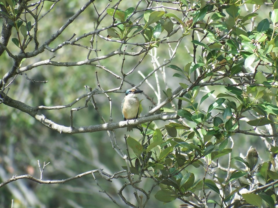 Sacred Kingfisher - ML247196901