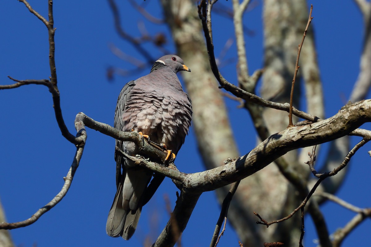 Band-tailed Pigeon - ML247197901