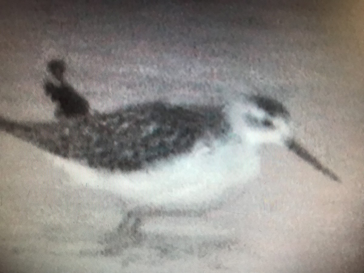 Marsh Sandpiper - ML247199641