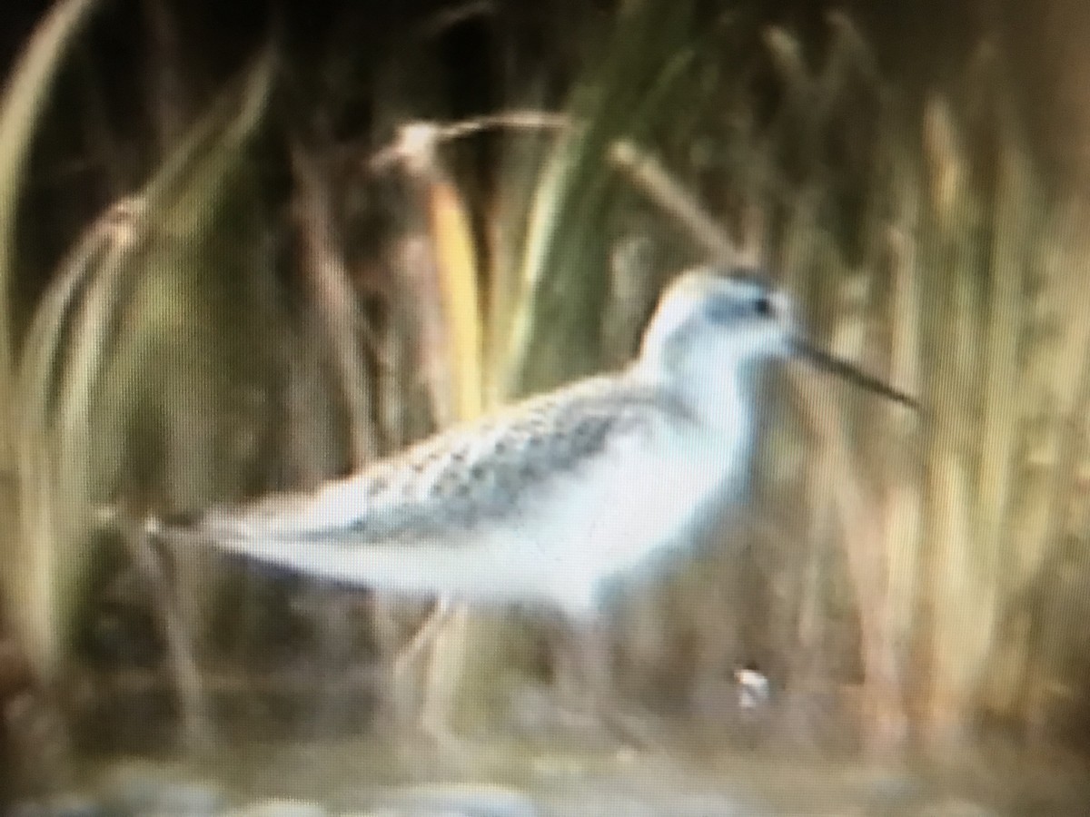 Marsh Sandpiper - ML247200541