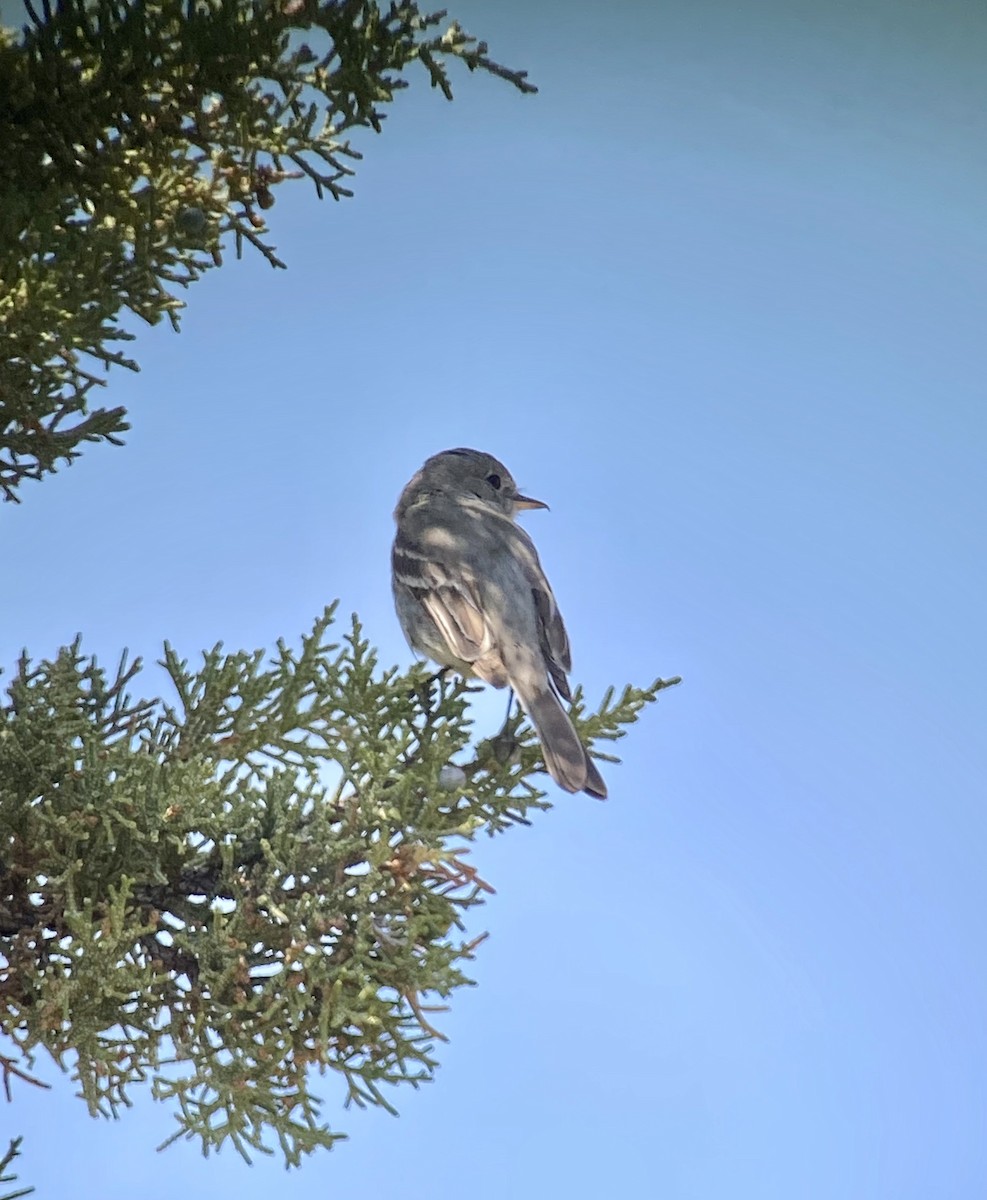 Gray Flycatcher - Greg Harrington