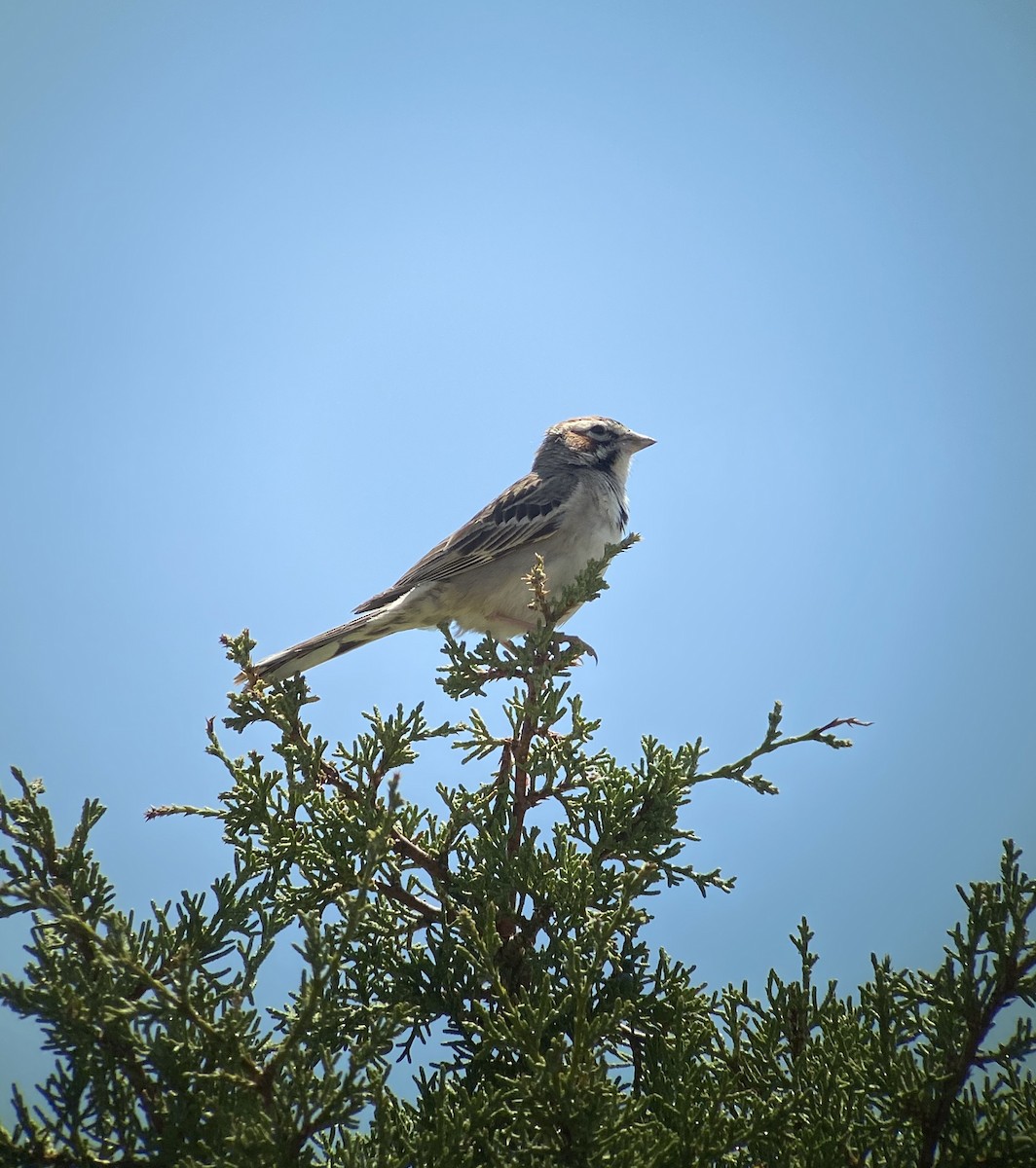 Lark Sparrow - ML247202881