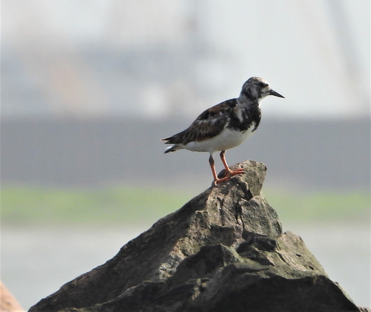 Harri-iraulari arrunta - ML247203481