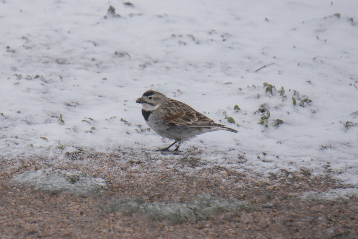 skjoldspurv - ML247204021