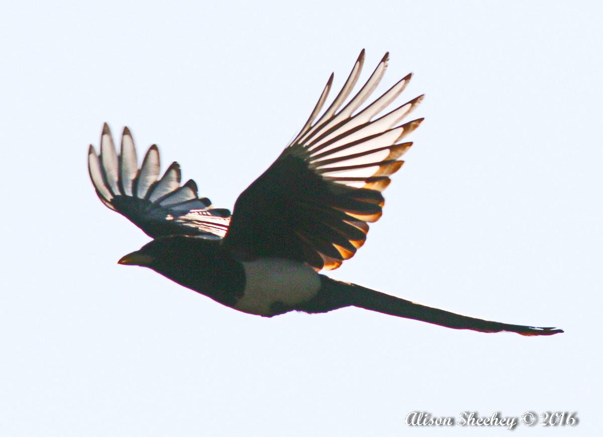 Yellow-billed Magpie - Alison Sheehey