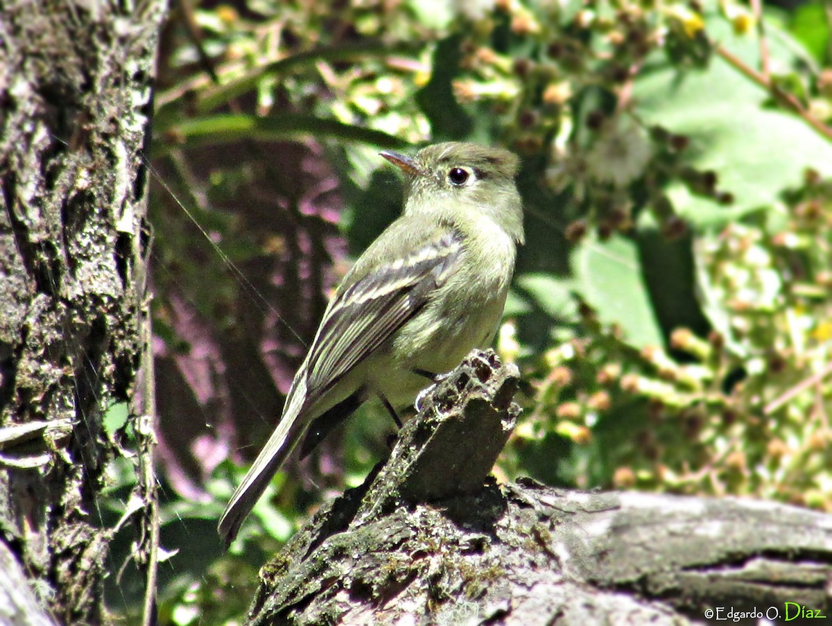 Mosquero sp. (Empidonax sp.) - ML24720471