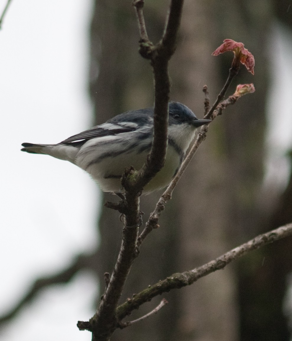 Cerulean Warbler - ML247205041