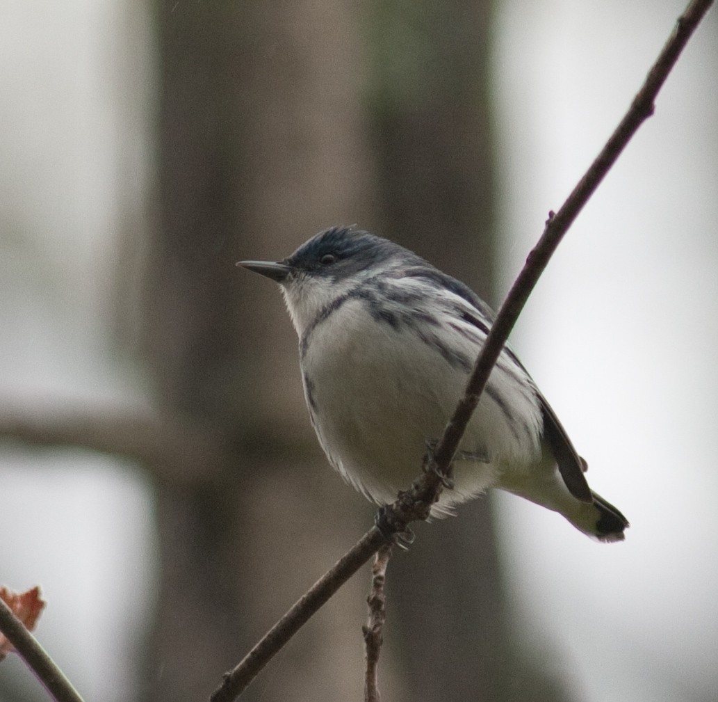Cerulean Warbler - ML247205071