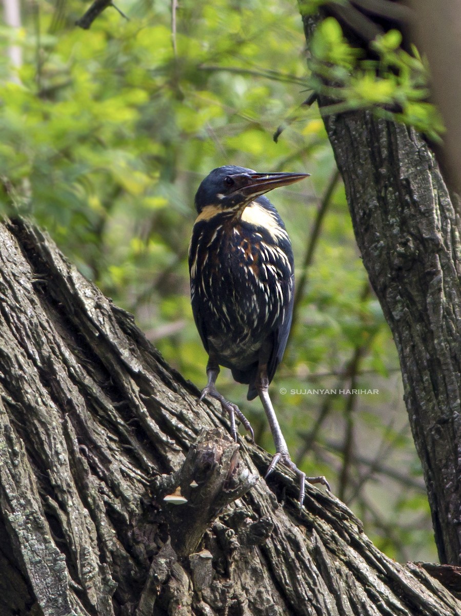 Black Bittern - SUJANYAN HARIHAR