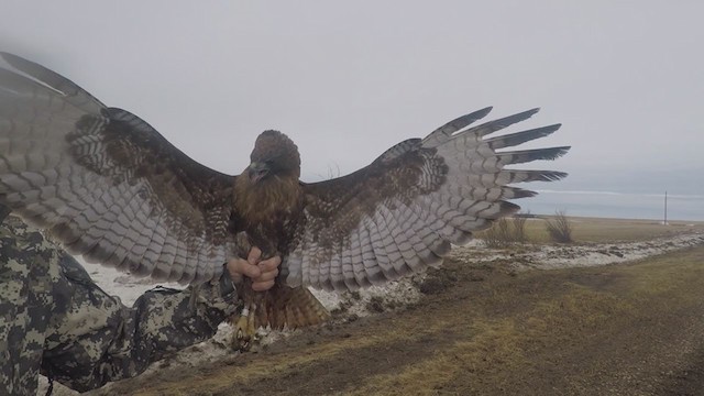 Канюк неоарктичний (підвид calurus/abieticola) - ML247206111