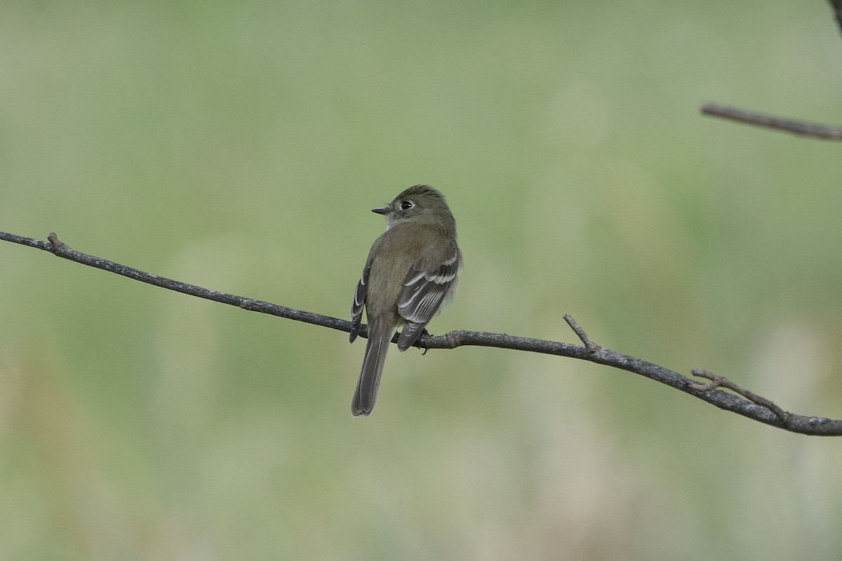 Mosquero de Hammond - ML247206291