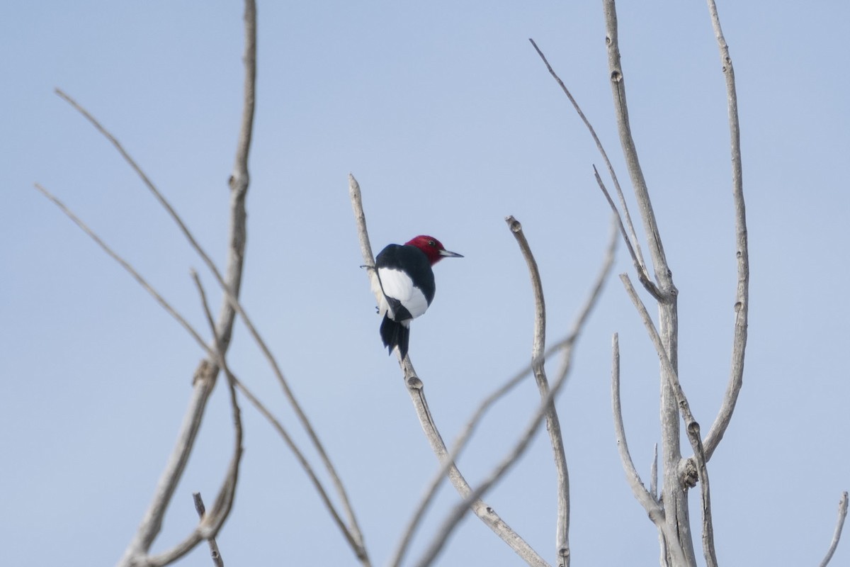 Red-headed Woodpecker - ML247206461