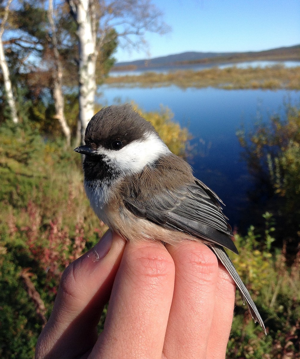 Gray-headed Chickadee - Craig Reed