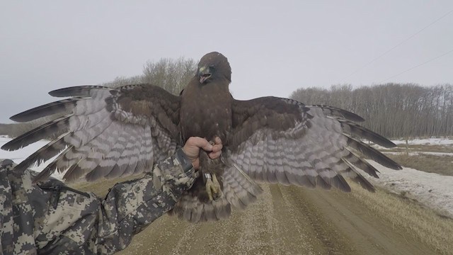 Red-tailed Hawk (calurus/abieticola) - ML247207261