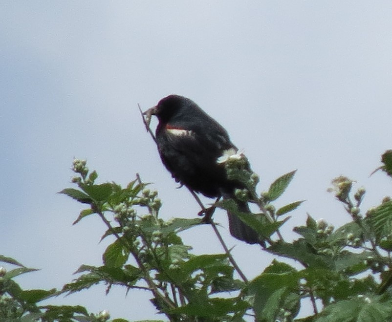 Tricolored Blackbird - ML24720761